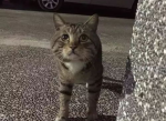 带自己家的猫去喂流浪猫